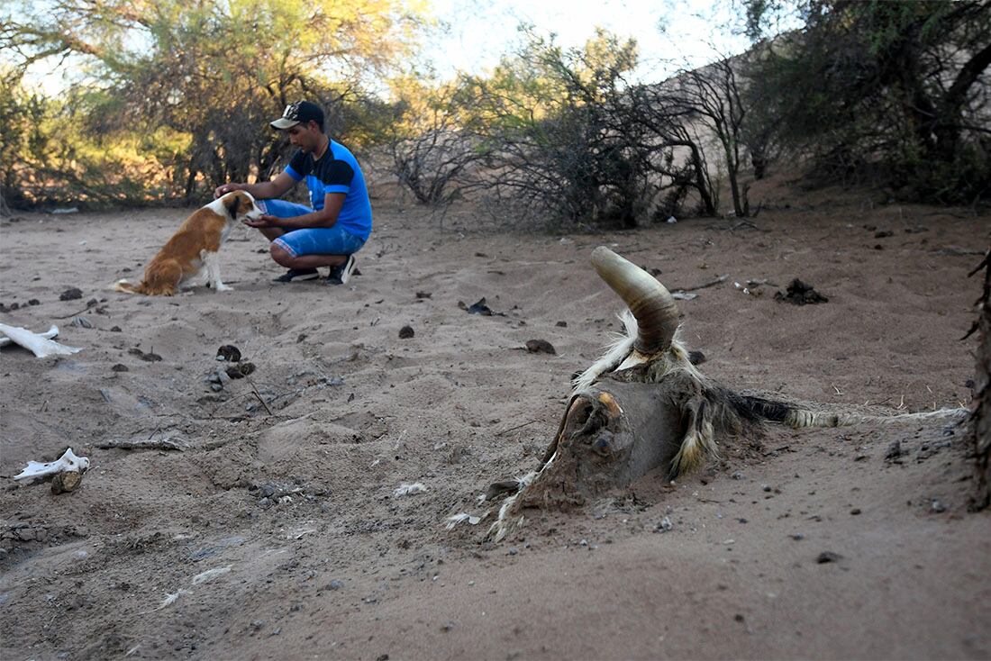 Sequía en campos del departamento de Lavalle, desde el mes de Mayo del 2021 no llueve, y los animales mueren de sed y tambien de hambre al no haber pasto por la escases de lluvia en la zona.
Gustavo Gonzalez de un puesto del paraje El cavadito, en el corral,  preocupado por la sequía y la mortandad de animales 
Foto : José Gutierrez / Los Andes