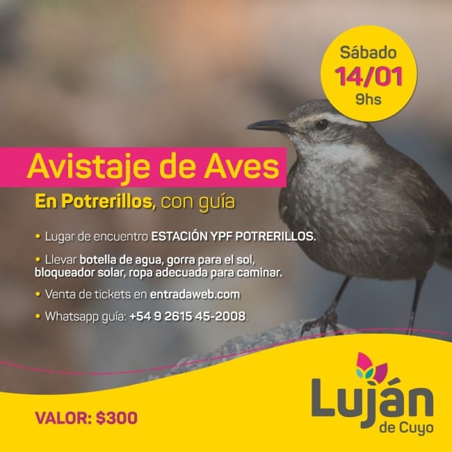 Avistaje de aves.