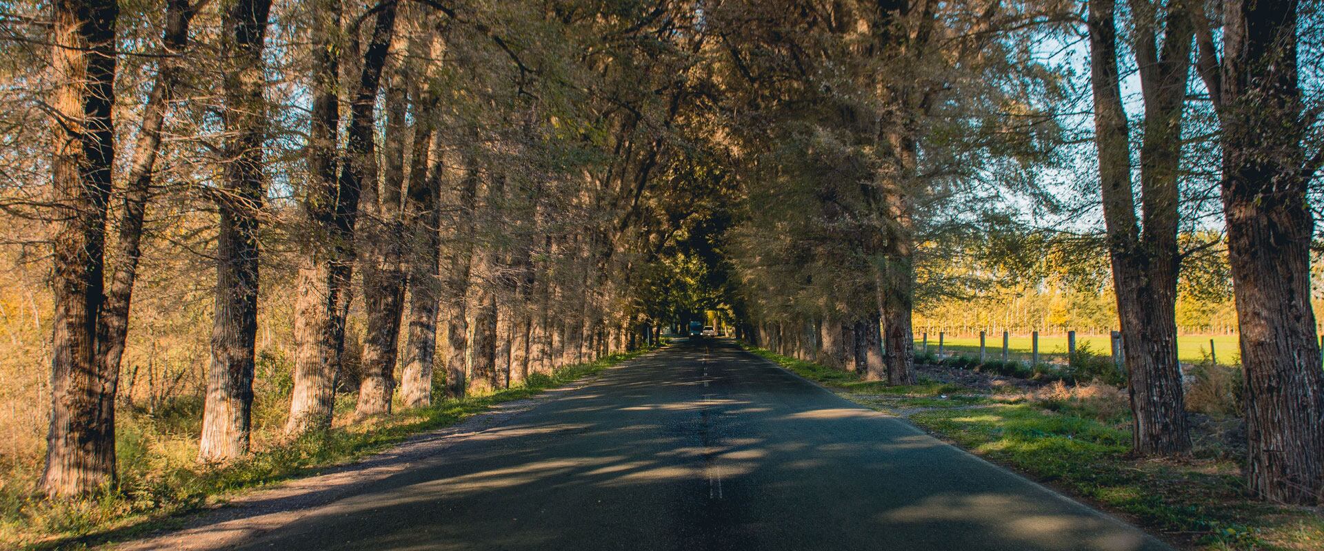 Durante el verano, los árboles de calle Tabanera forman un túnel natural.