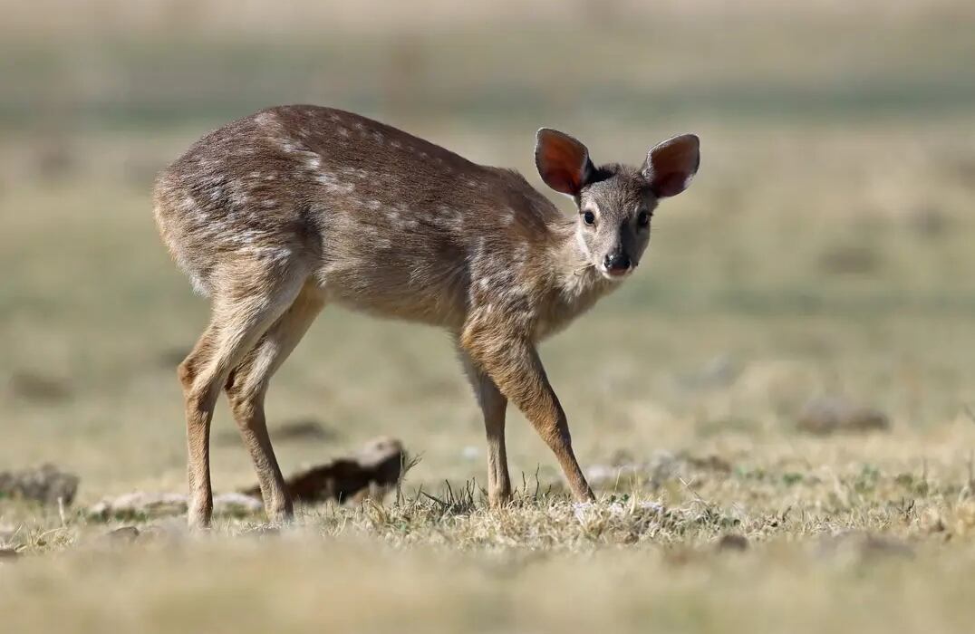 Qué se sabe de la especie de ciervo avistada por primera vez en Mendoza: podría haber 5 ejemplares. Foto: Pablo Cassani (Imagen ilustrativa).