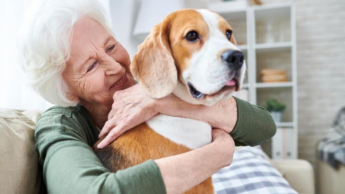 Los perros, con su naturaleza cooperativa, pueden sobresalir en pruebas de obediencia