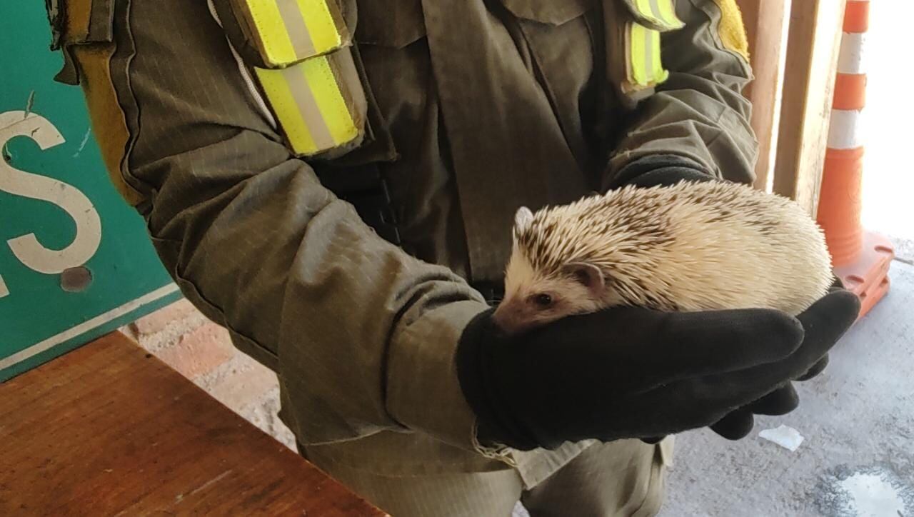 El animalito quedó al resguardo de las autoridades provinciales.