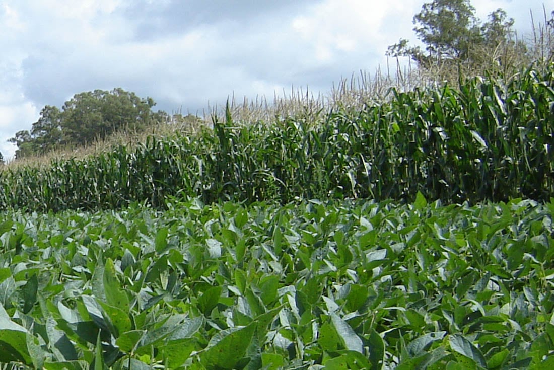 Campo en Córdoba maiz - soja (La Voz)