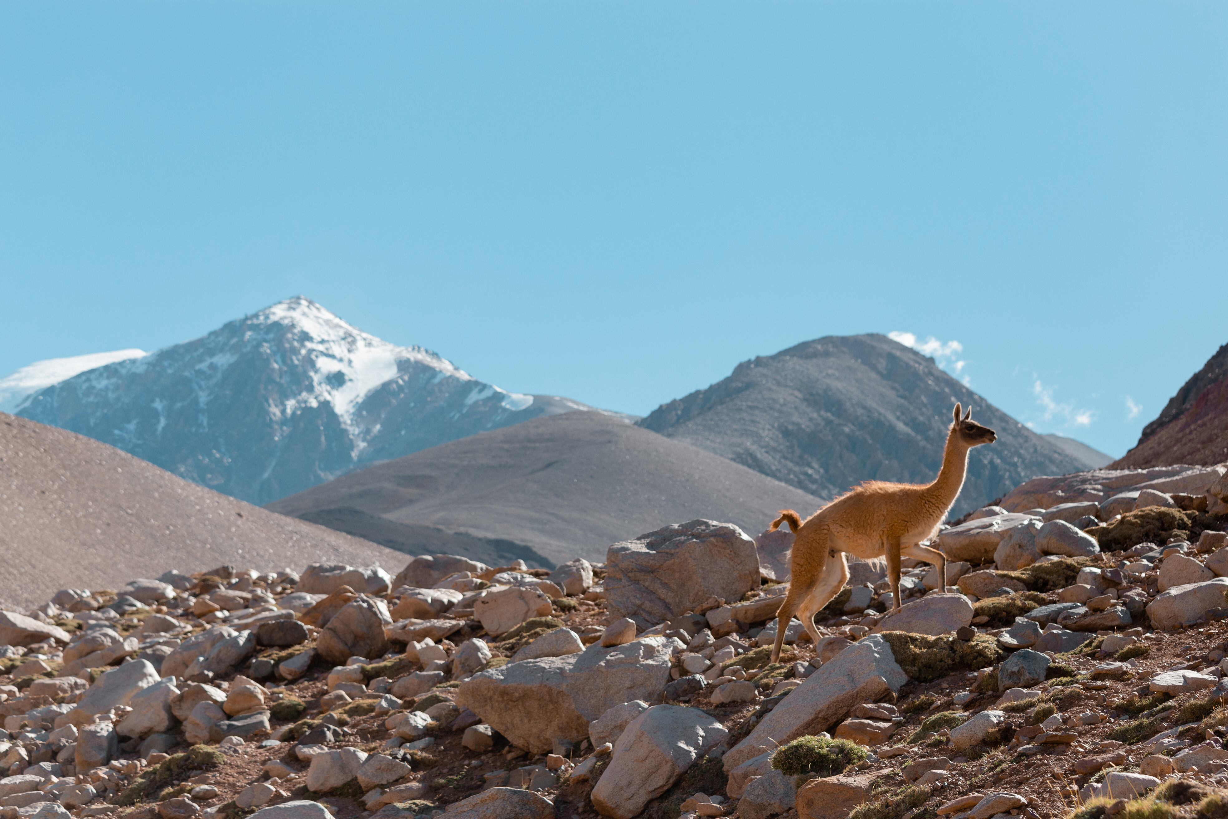 Otro lugar que vale la pena visitar es el Parque Nacional El Leoncito, donde podemos avistar guanacos, el suri cordillerano y, con un poco de suerte, algún puma bajando de la montaña. Foto: Sec. Turismo de San Juan.