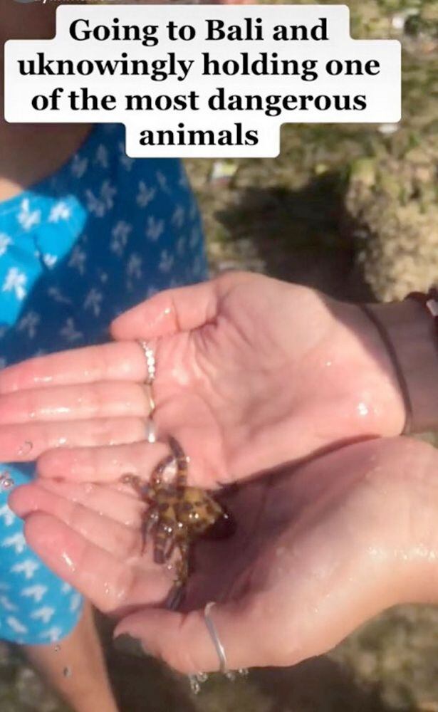 Una chica tomó con sus manos un pequeño pulpo, pero no sabía que era venenoso.