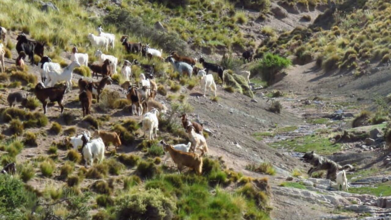 Un perro mantuvo vivas a 30 cabras en medio de la cordillera y durante 10 días de temporal de nieve. Foto: Gentileza