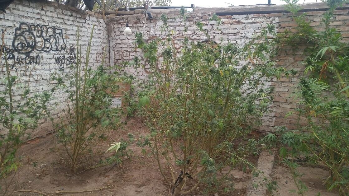 El vivero de marihuana se le salió de control y vecinos de Las Heras lo denunciaron. | Foto: Ministerio de Seguridad y Justicia