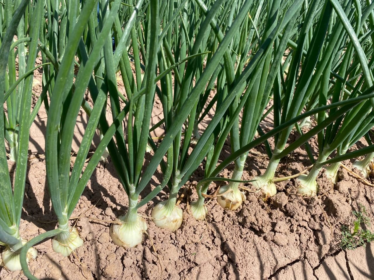 Cultivo de cebolla dulce en Mendoza. Fotos: Gentileza Agrícola Markalén