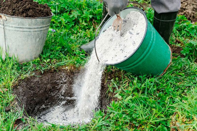 Esto ocurre si ponés cenizas en las plantas del jardín