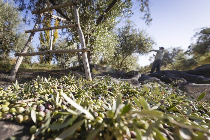 Un día de cosecha en Lavalle, fue para Cristian Lozano