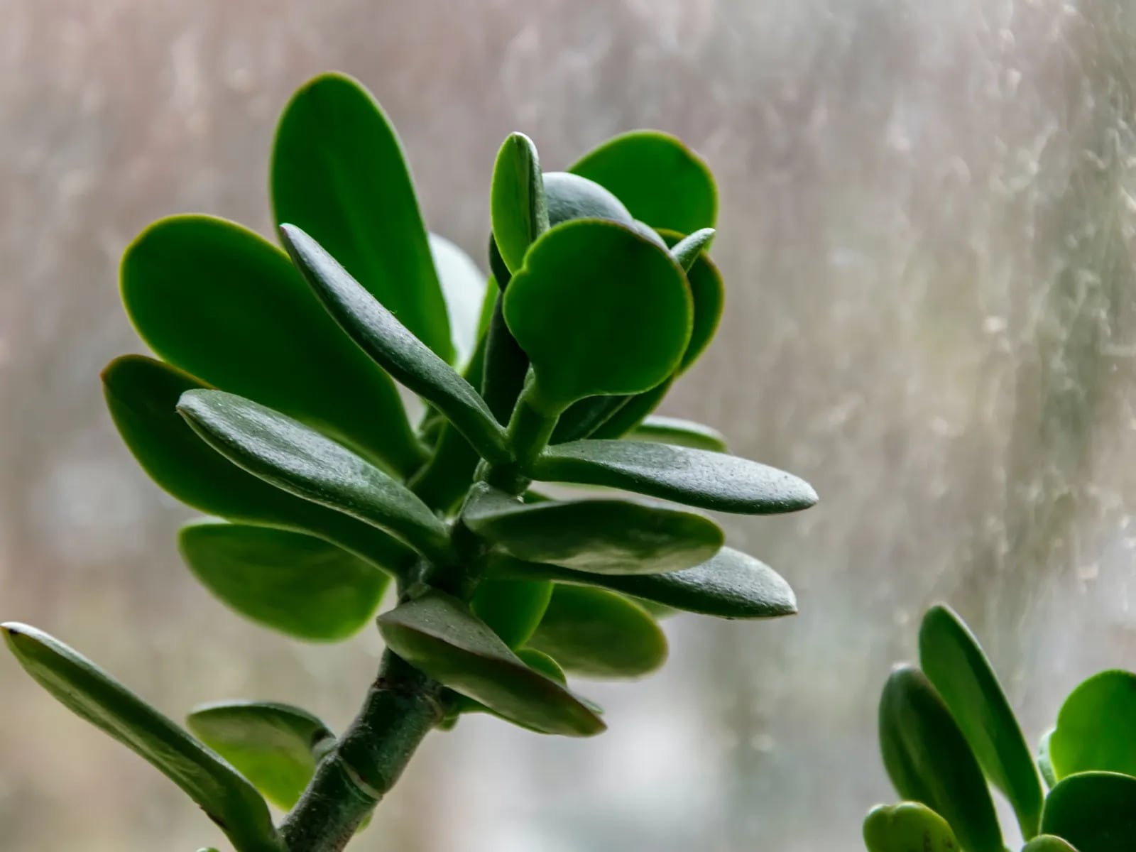 El Árbol de Jade, conocido científicamente como Crassula ovata, es una planta suculenta originaria de Sudáfrica.