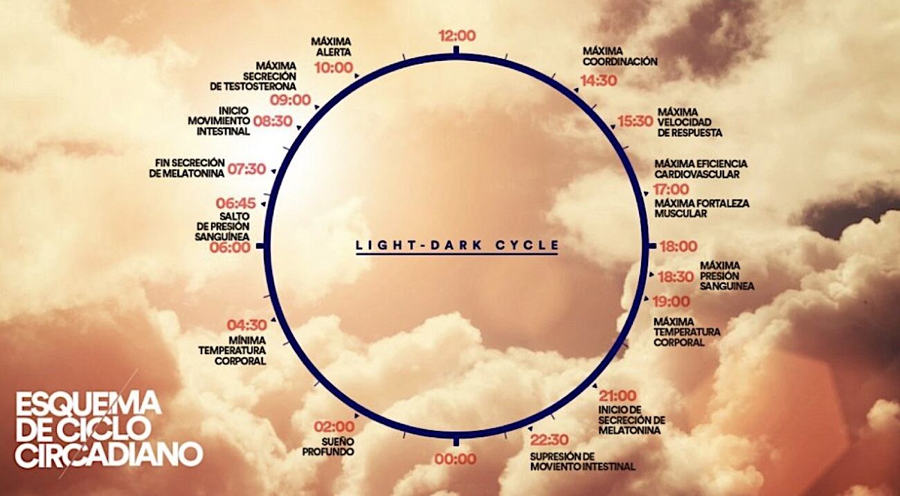 Esquema del Ciclo Circadiano y la Actividad Humana.