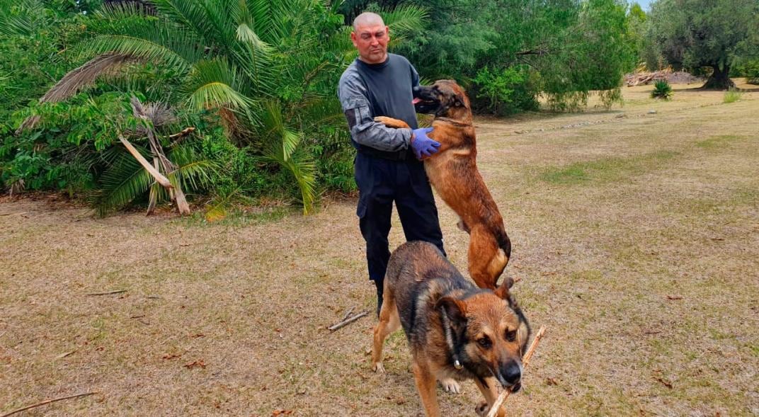  Herrero con sus perros. 