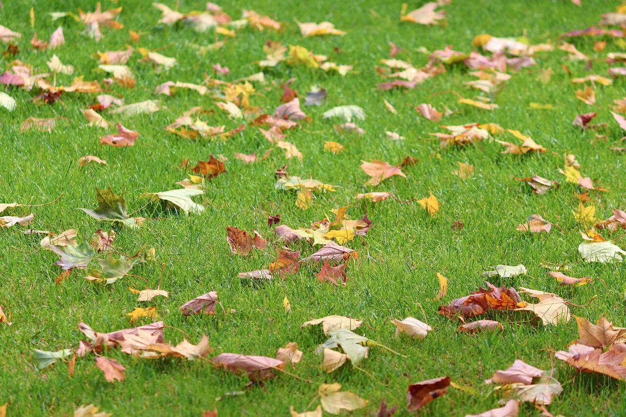 Los 4 consejos escenciales para cuidar tu césped en otoño