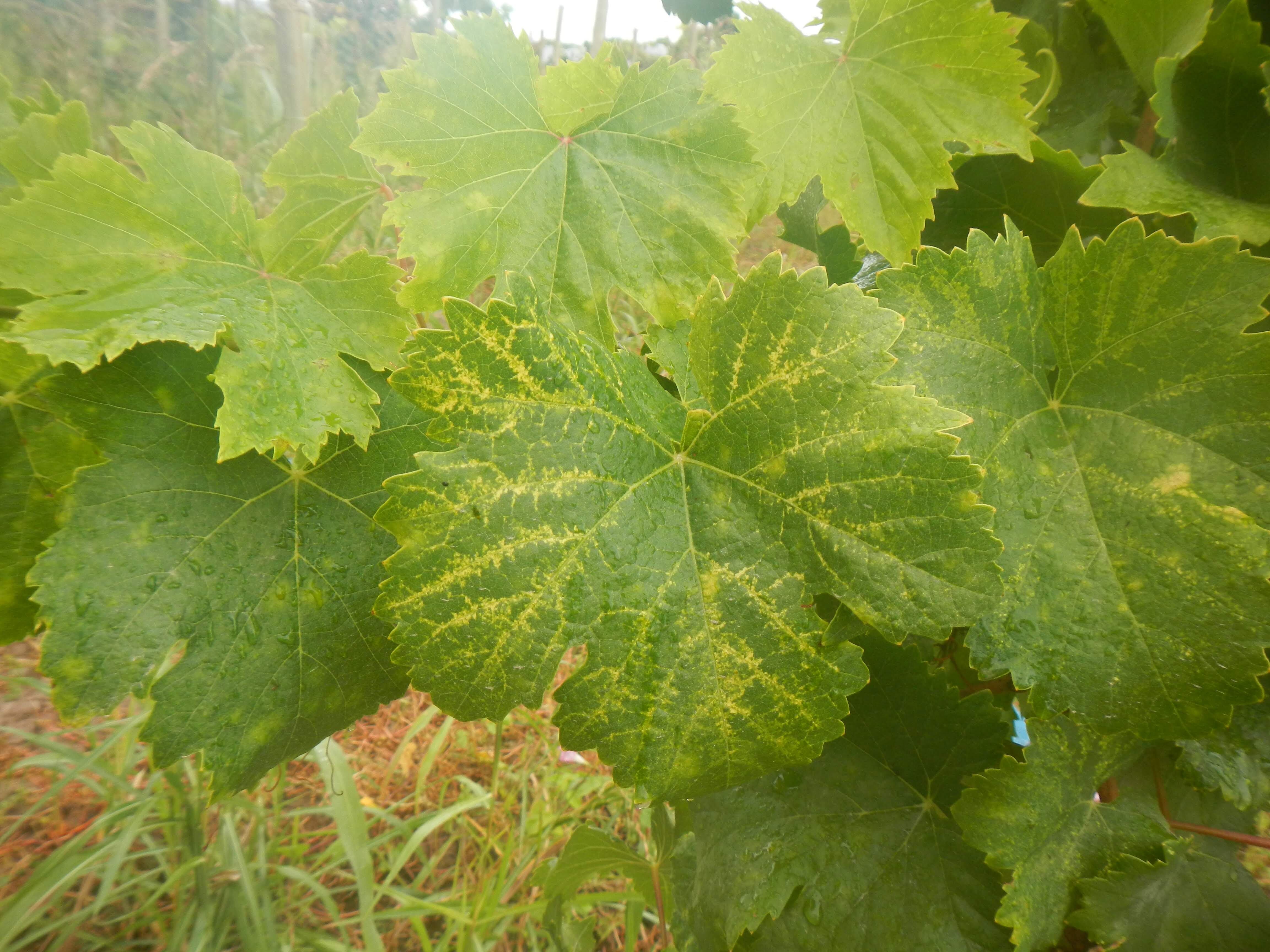 Los virus infectan a las plantas produciendo enfermedades de significancia, y es importante estudiarlos para mitigar sus efectos nocivos.