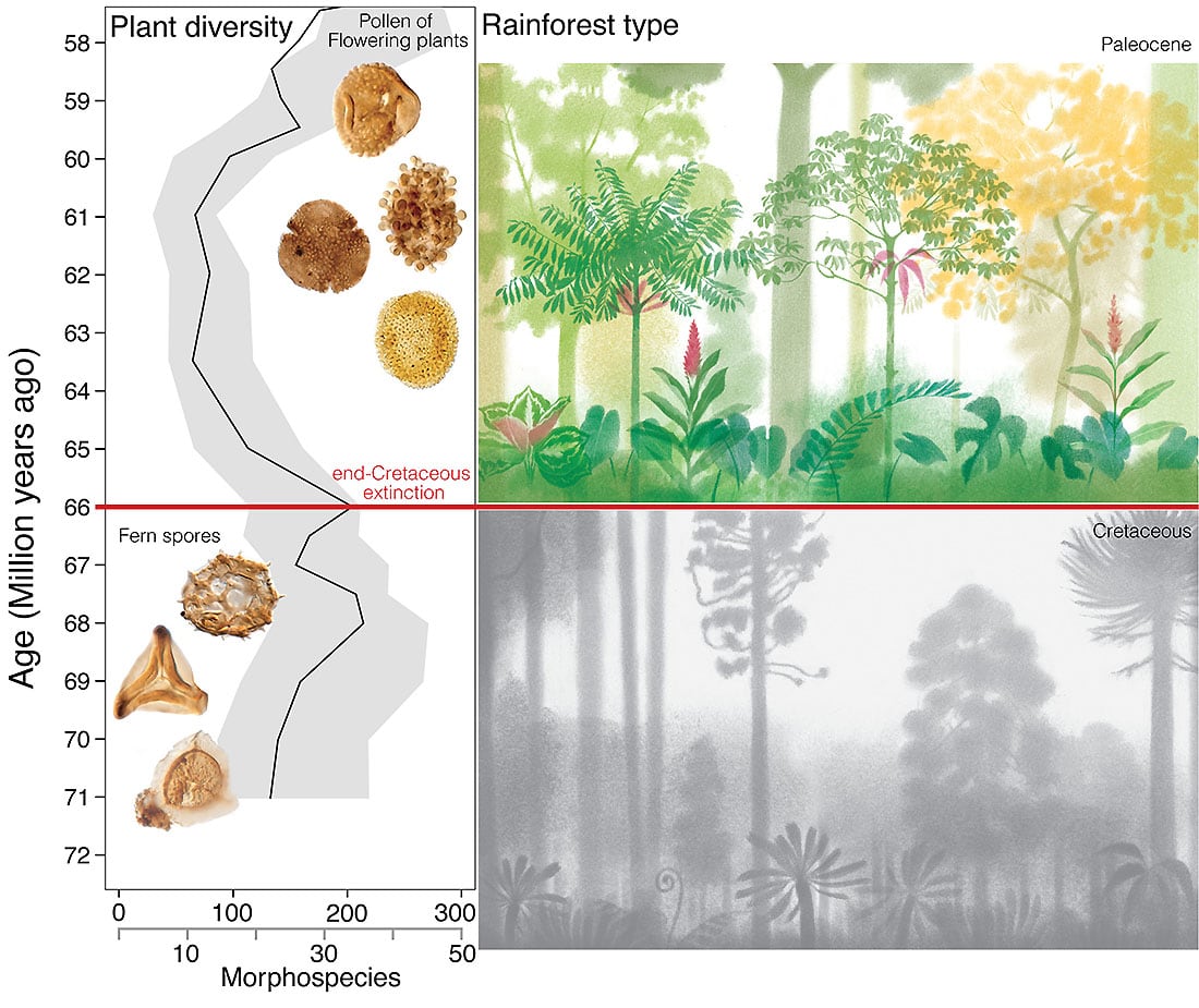 Paleontología. La catástrofe que originó los bosques tropicales