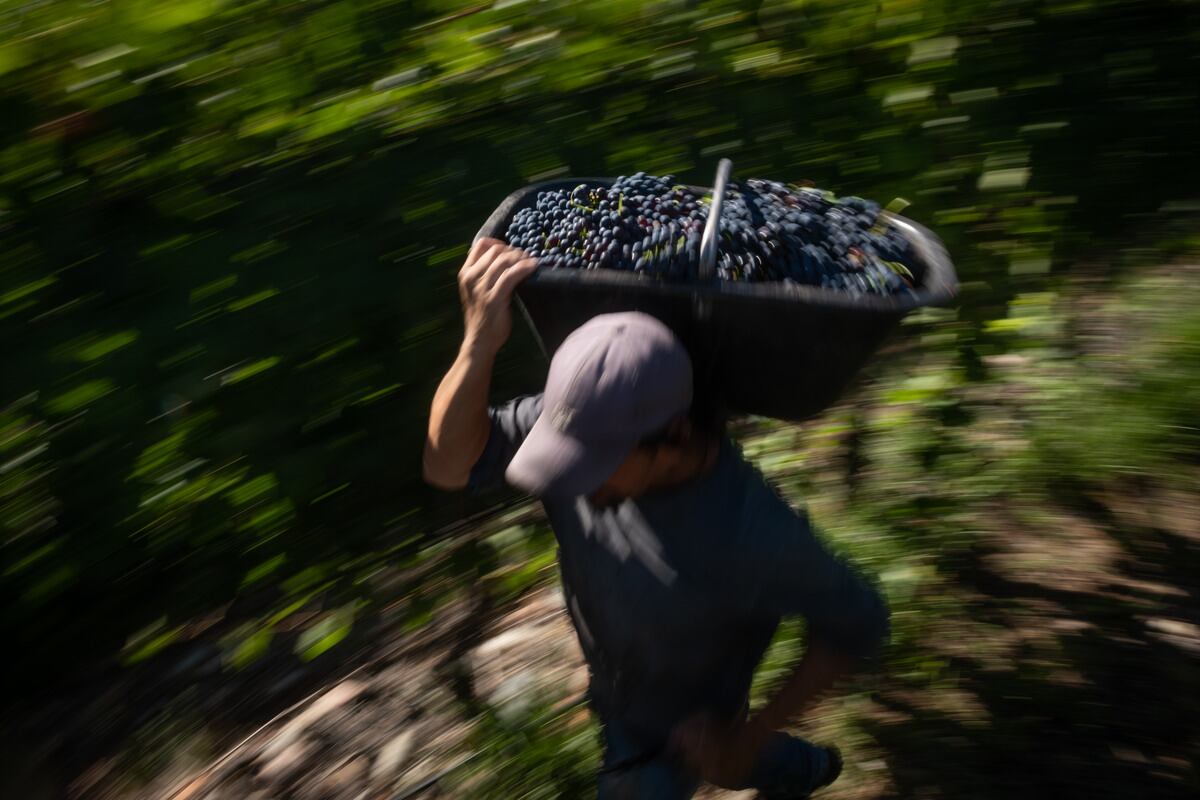 Vendimia 2022
Cosecha varietal Syrah en Finca del Inca, Barrancas, Maipú

Foto: Ignacio Blanco / Los Andes