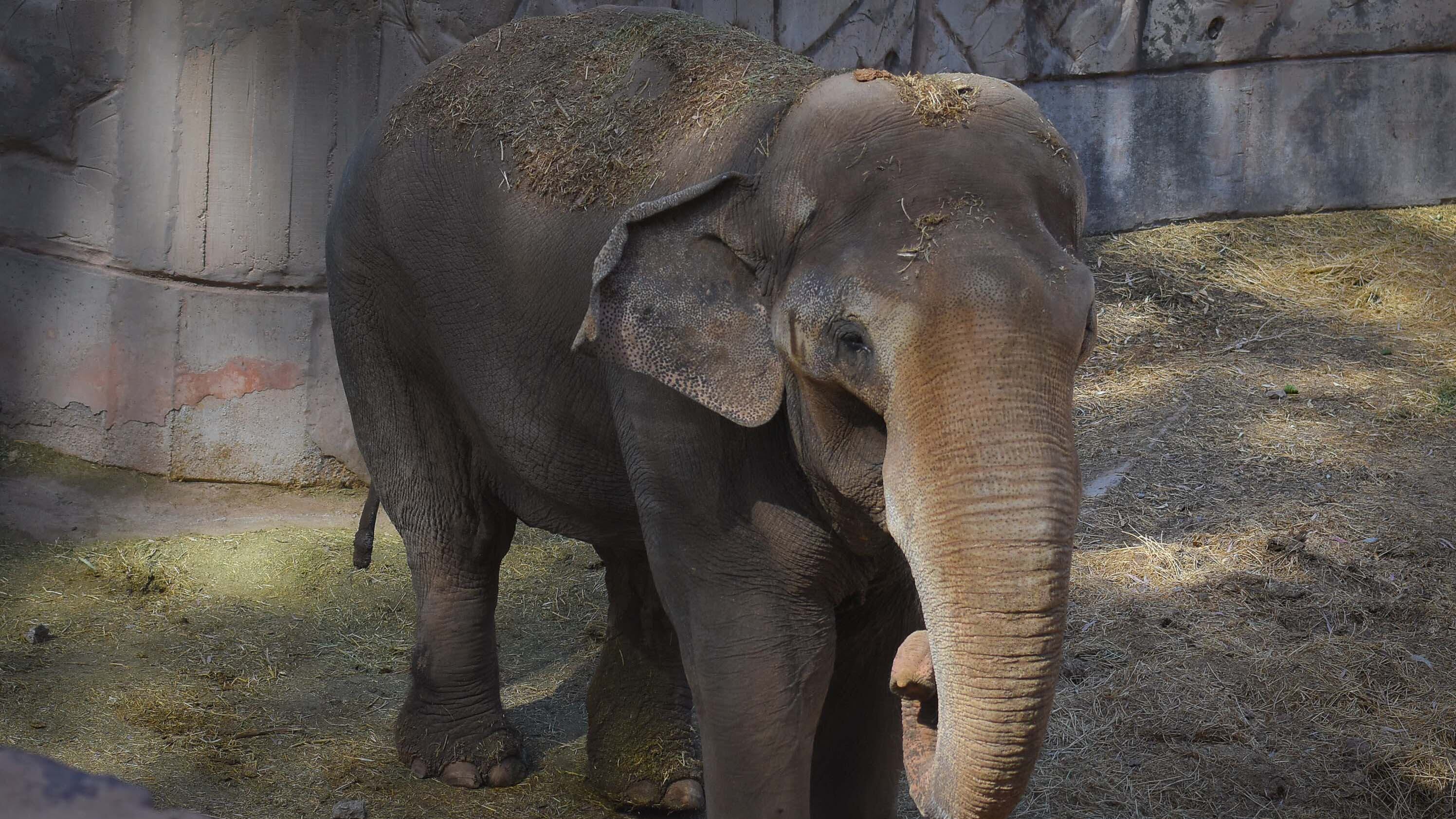 Ecoparque de Mendoza
Elefante Tamy en su recinto
Mientras se esperan las obras en el actual Ecoparque algunos animales continuan en el ex zoo de Mendoza  Foto: Claudio Gutiérrez 
