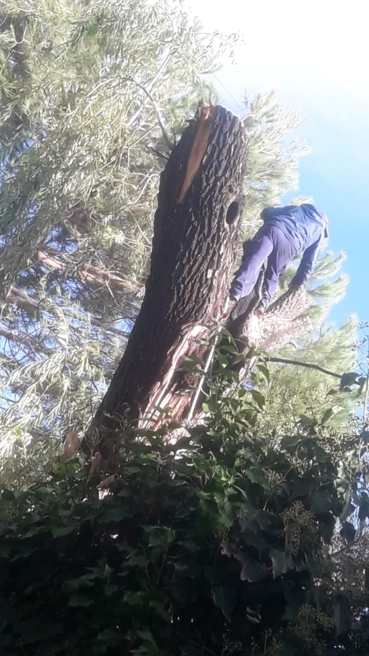 Bomberos trabajando sobre el árbol incendiado.