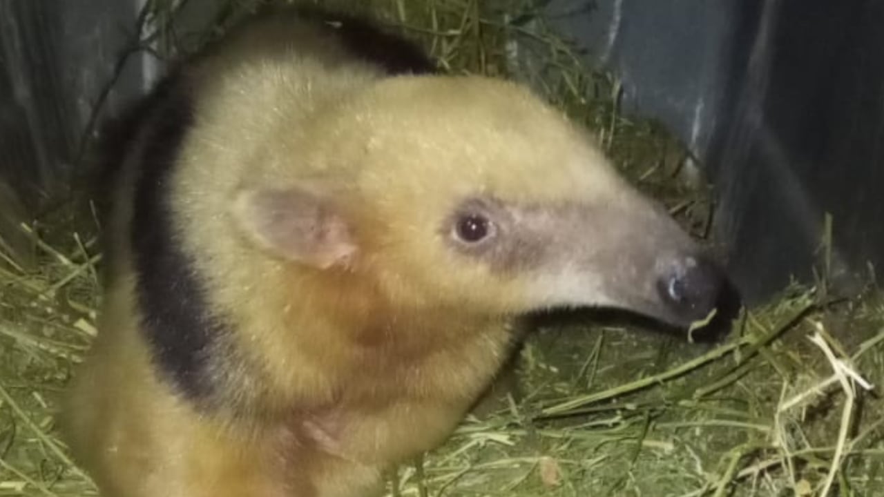 Fotos: Matías Ramón, el oso melero rescatado y rehabilitado en Mendoza, ya está en Corrientes. Foto: Gentileza Fundación Cullunche