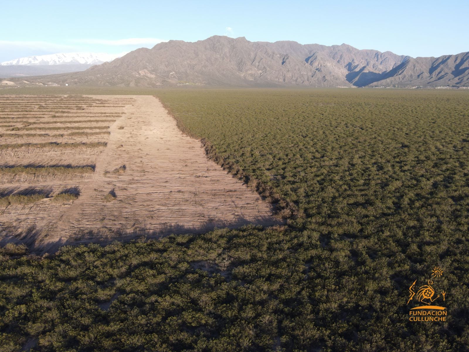 Desmontan hectáreas de jarilla en el piedemonte lujanino y hay acusaciones cruzadas entre una ONG y el Gobierno. Foto: Gentileza Fundación Cullunche