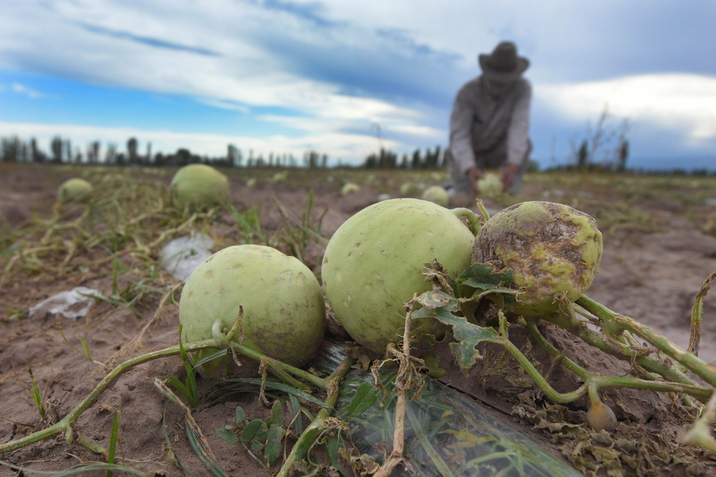 El granizo destruyó unos 13 millones de kilos de melón.