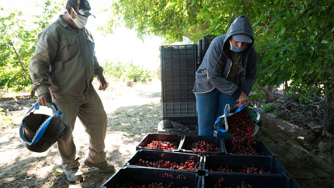 Esta finca de Perdriel, Lujan de Cuyo, es una de las tantas unidades productivas con cerezas en Mendoza. Foto: Ignacio Blanco / Los Andes
