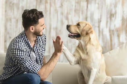 Un estudio reveló el secreto de los perros para reconocer la voz de su amo.