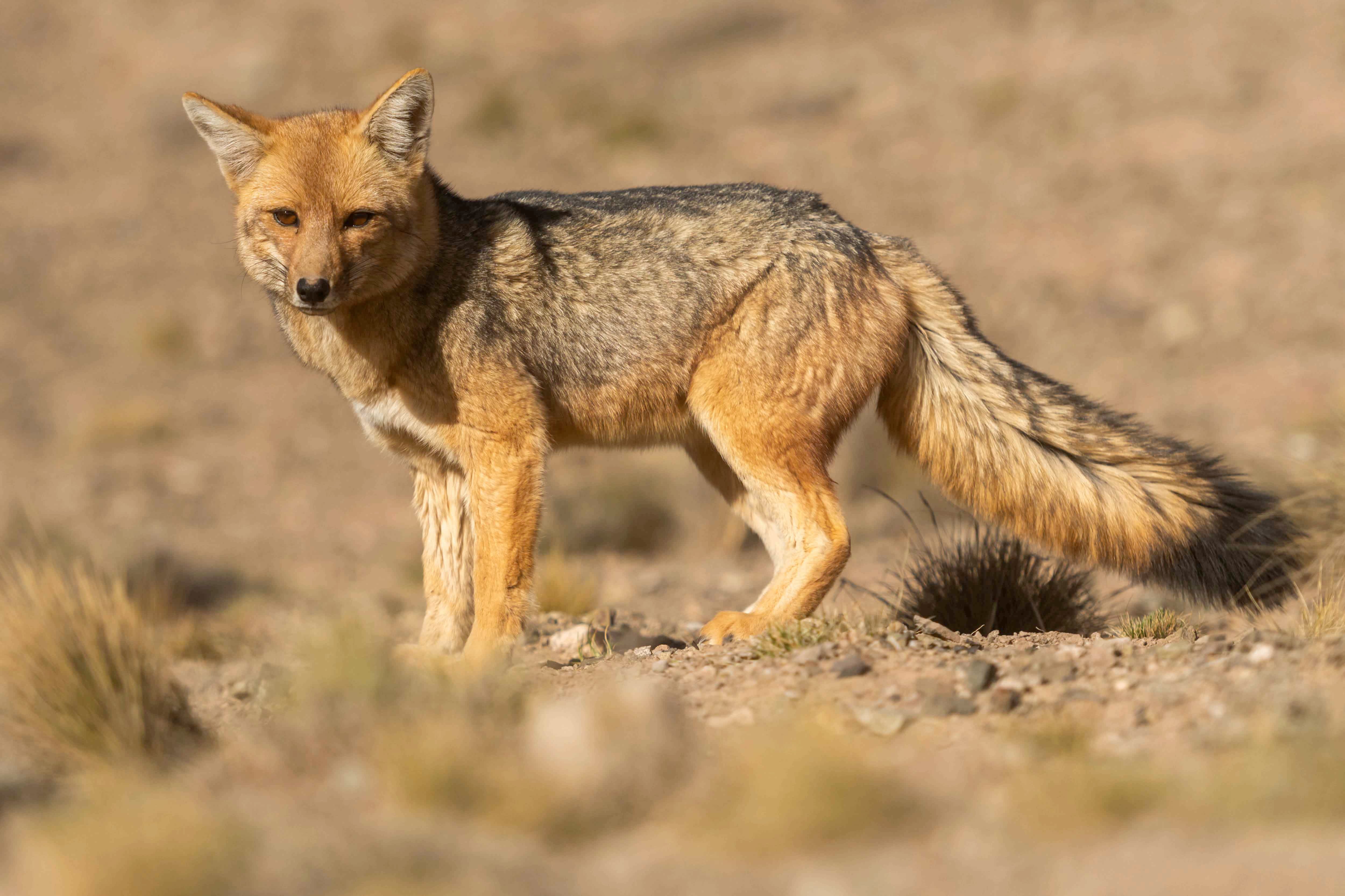 Sintió ruidos, se asomó y vio a un puma en el patio: aclaran que es algo común, qué hacer y qué no. Foto: Imagen ilustrativa (Ignacio Blanco / Los Andes)
