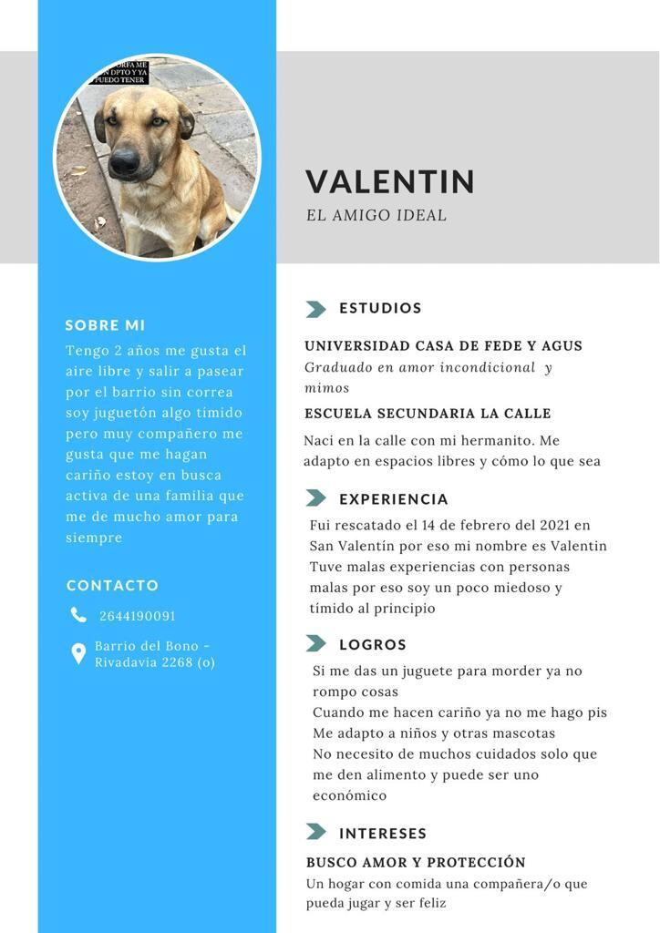 Amor puro: armaron el CV de un perrito para darlo en adopción y la descripción es imperdible. Foto: Twitter.