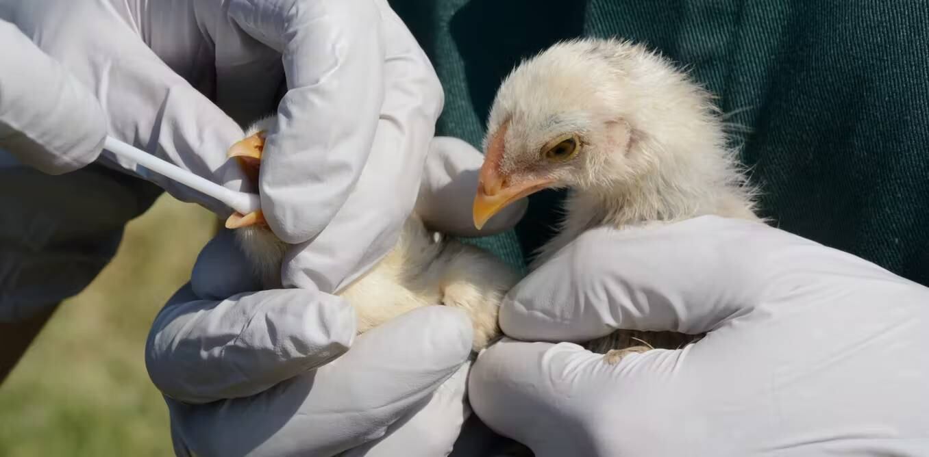 Pollos siendo sometidos a una prueba de detección de gripe aviar. (Shutterstock / Merrimon Crawford)