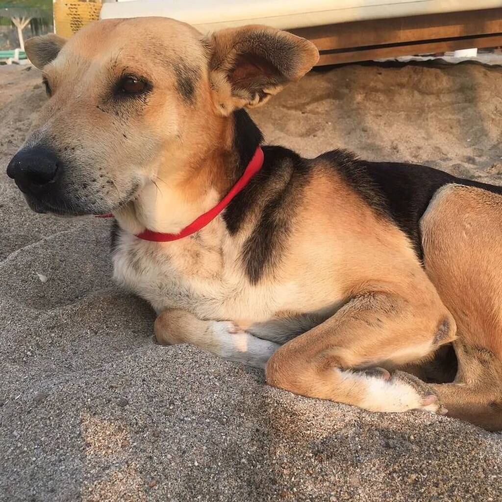 Un perro aguarda a su amo todos los días, quien falleció en el mar.