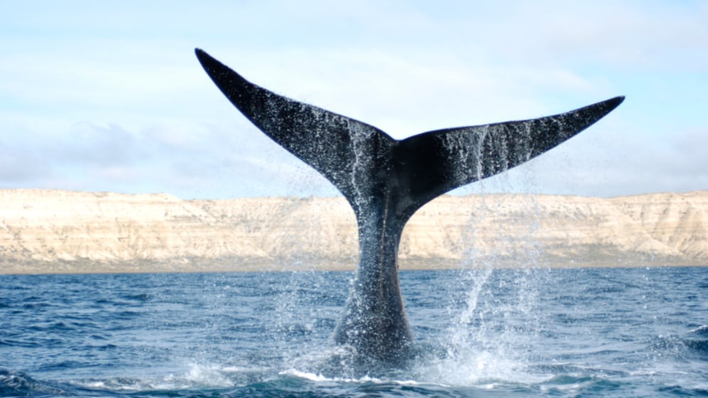 Ballena Franca Austral en Puerto Madryn: gentileza Laboratorio de Mamíferos Marinos