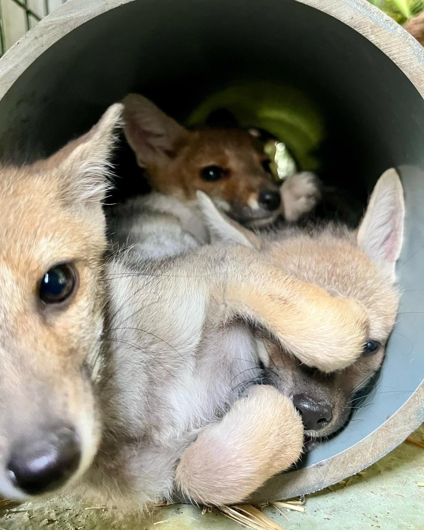 Zorros grises rescatados en Temaikèn - Foto Fundación Temaikèn