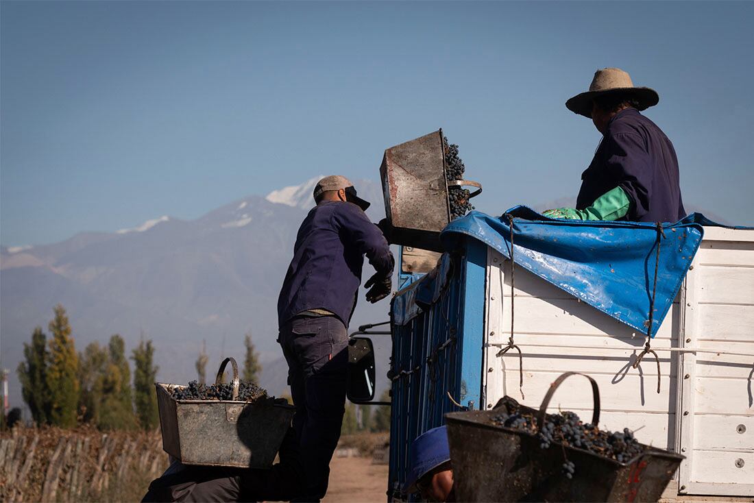 Cosecha manual del varietal Malbec en Agrelo, Luján de Cuyo.

Foto: Ignacio Blanco / Los Andes  