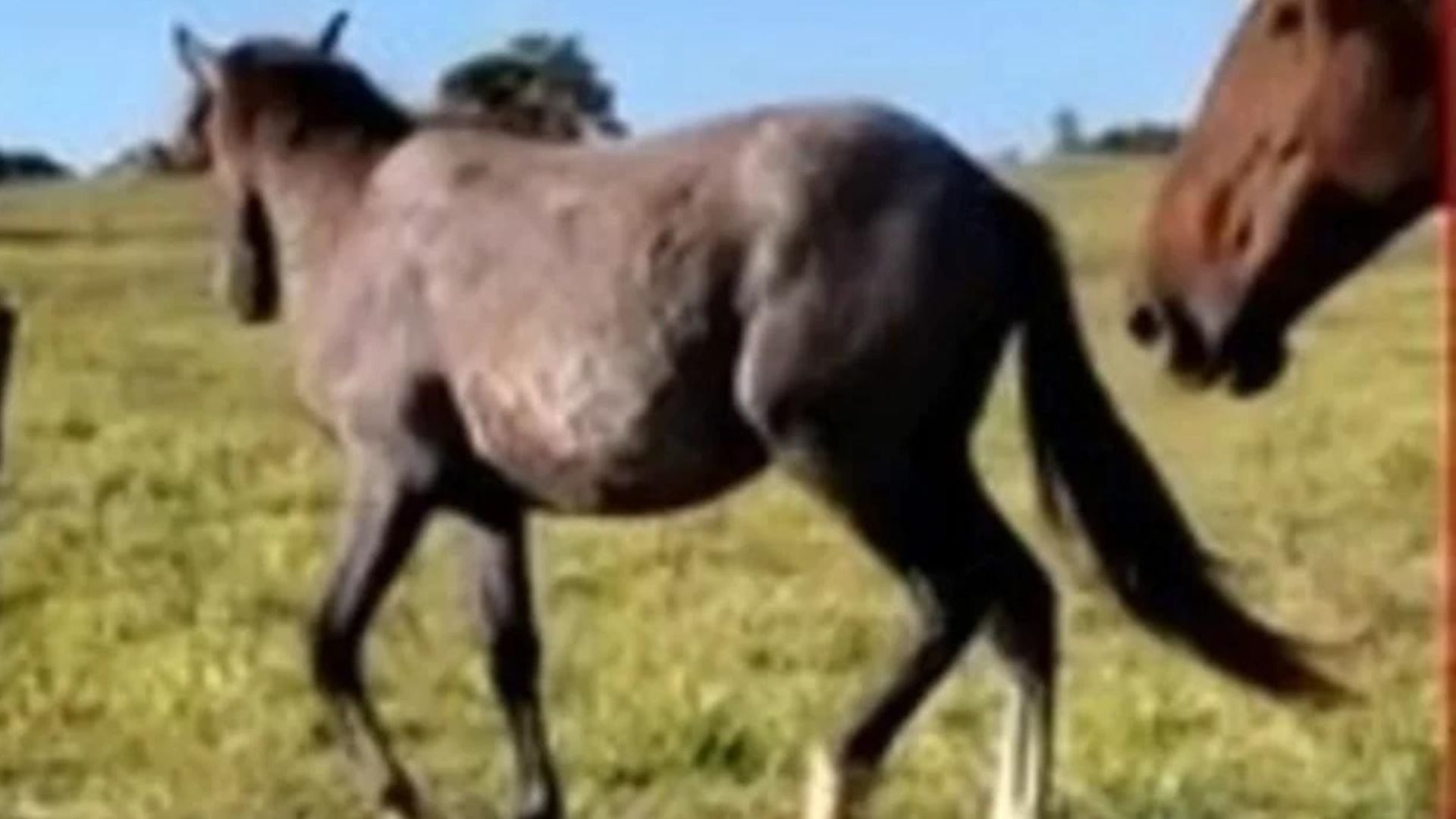 Entró borracho a una subasta, compró un caballo y ahora no sabe qué hacer