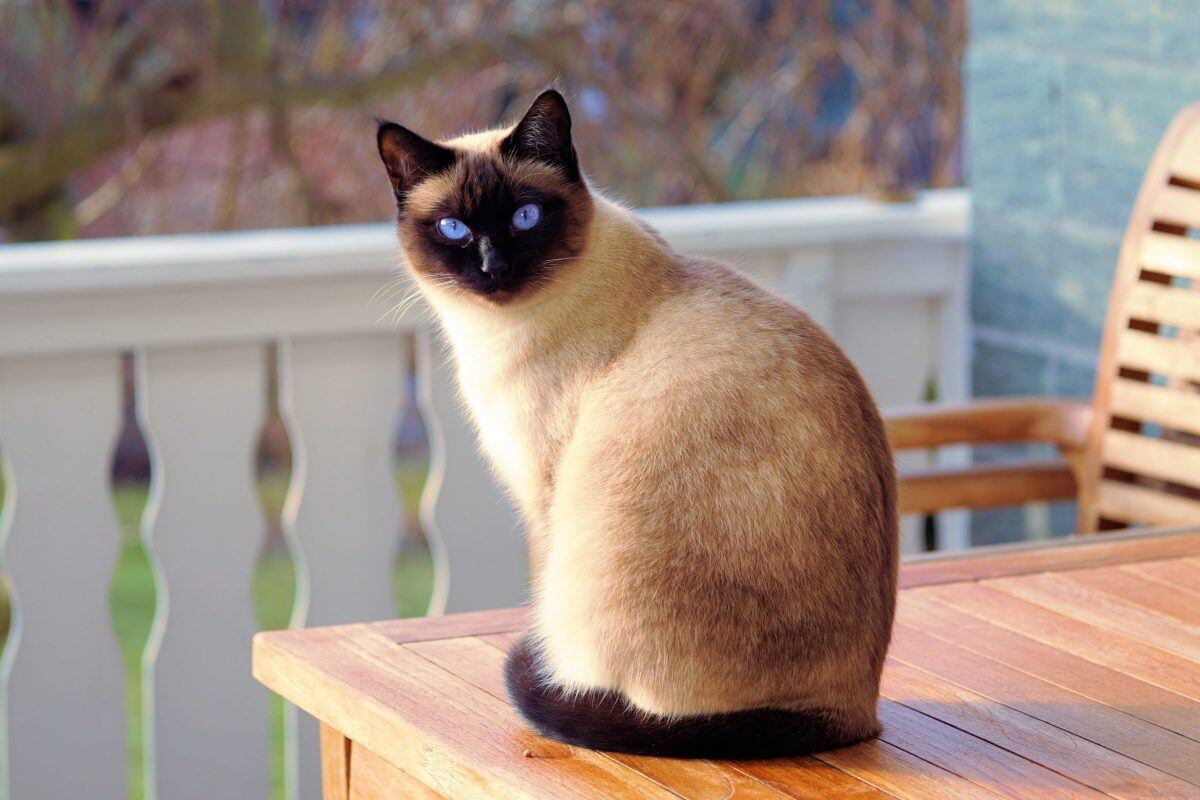 Los gatos domésticos al igual que los felinos grandes parpadean lentamente cuando se sienten en confianza.