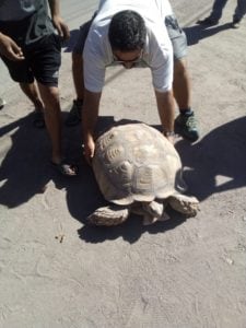 Tortuga gigante en San Rafael