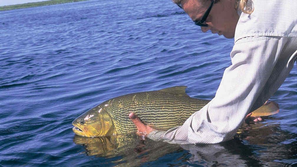 SURUBÍ. Desde noviembre y hasta enero estará prohibida su pesca (DyN / Archivo).