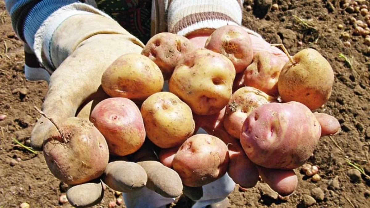 Las papas andinas muestran una amplia variabilidad en la forma del tubérculo, el color, la textura y el sabor de la carne y la piel. - Imagen web