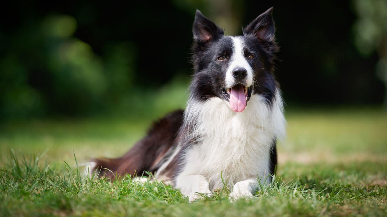 Estos son los perros más inteligentes del mundo. (Web).