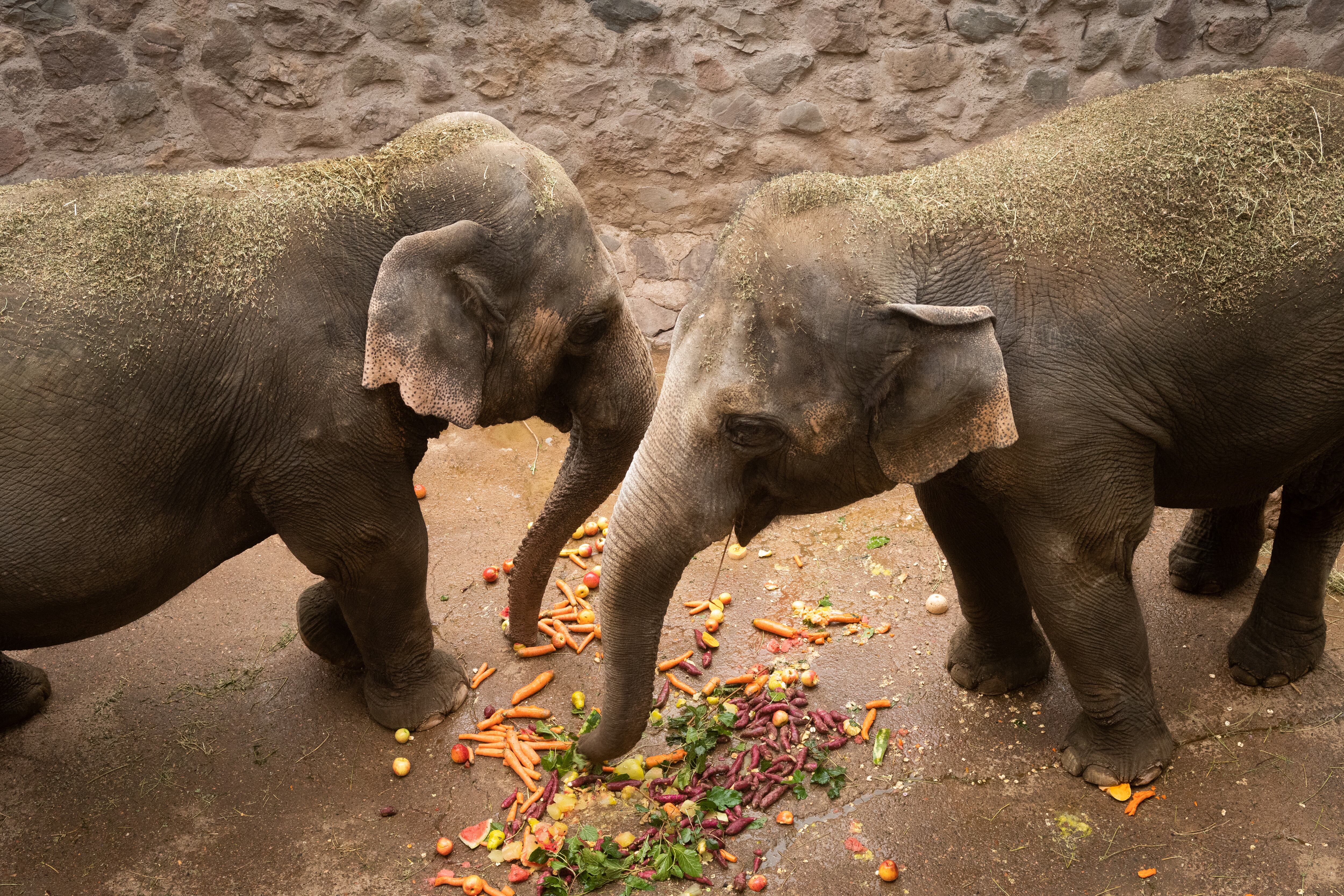 PARA CONTRIBUIR A UNA RELACIÓN DE AMISTAD CON SUS ENTRENADORAS Y CUIDADORES, LAS ELEFANTAS SON ESTIMULADAS CON SU COMIDA FAVORITA EN EL EX ZOOLÓGICO PROVINCIAL.