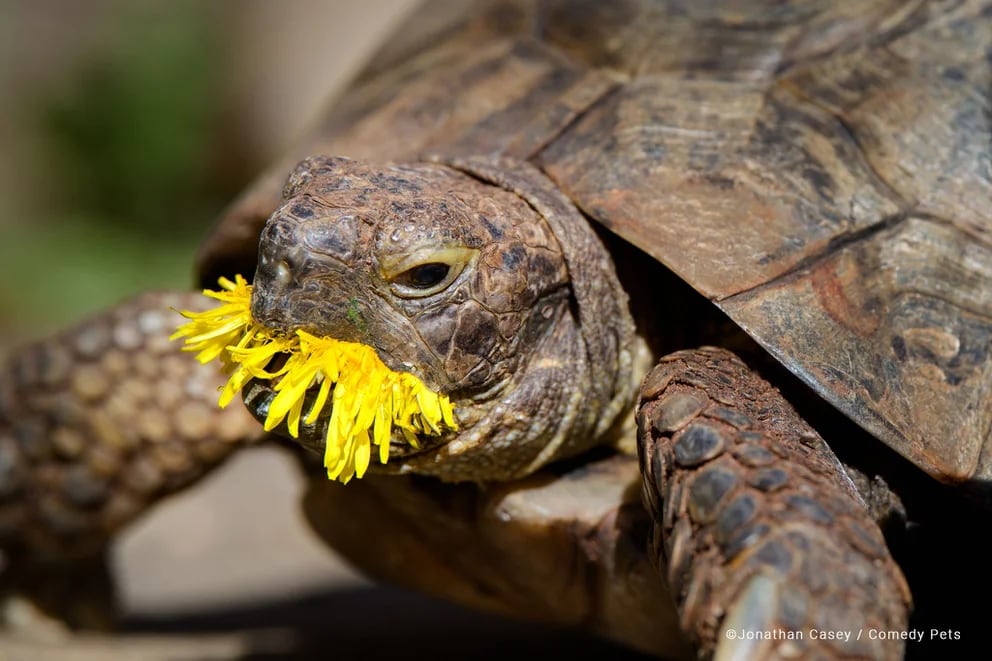 Edgar, la tortuga. Foto: Jonathan Casse / Comedy Pet Photo Awards