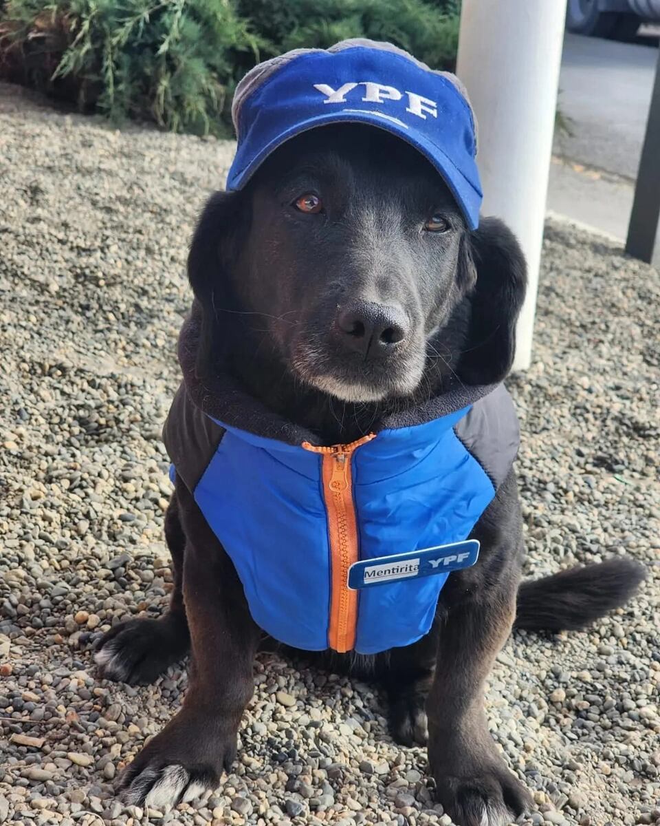 Mentirita, la perrita mimada por turistas y playeros en una estación de servicio de la Patagonia.