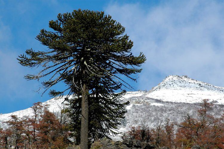 El pehuén (Araucaria araucana).