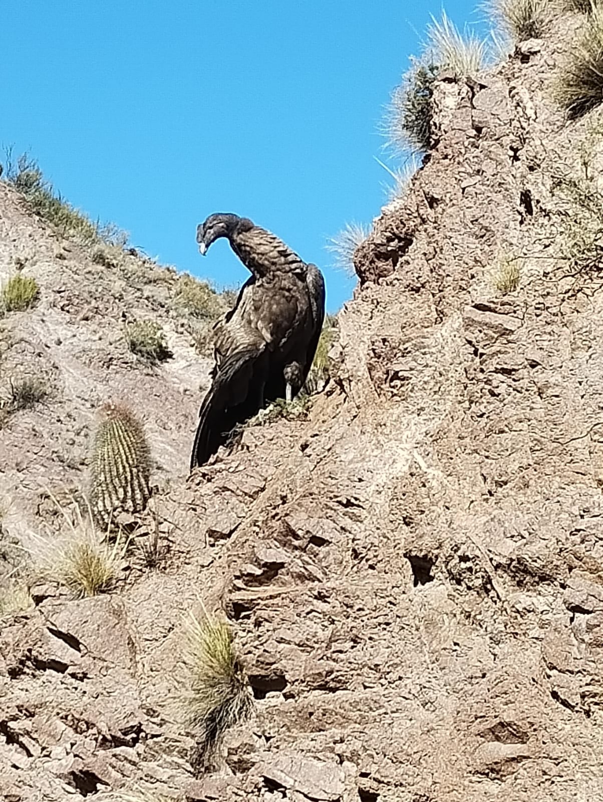 Gran despliegue y operativo de rescate a un cóndor con un ala herida en San Rafael: fotos y video. Foto: Gentileza