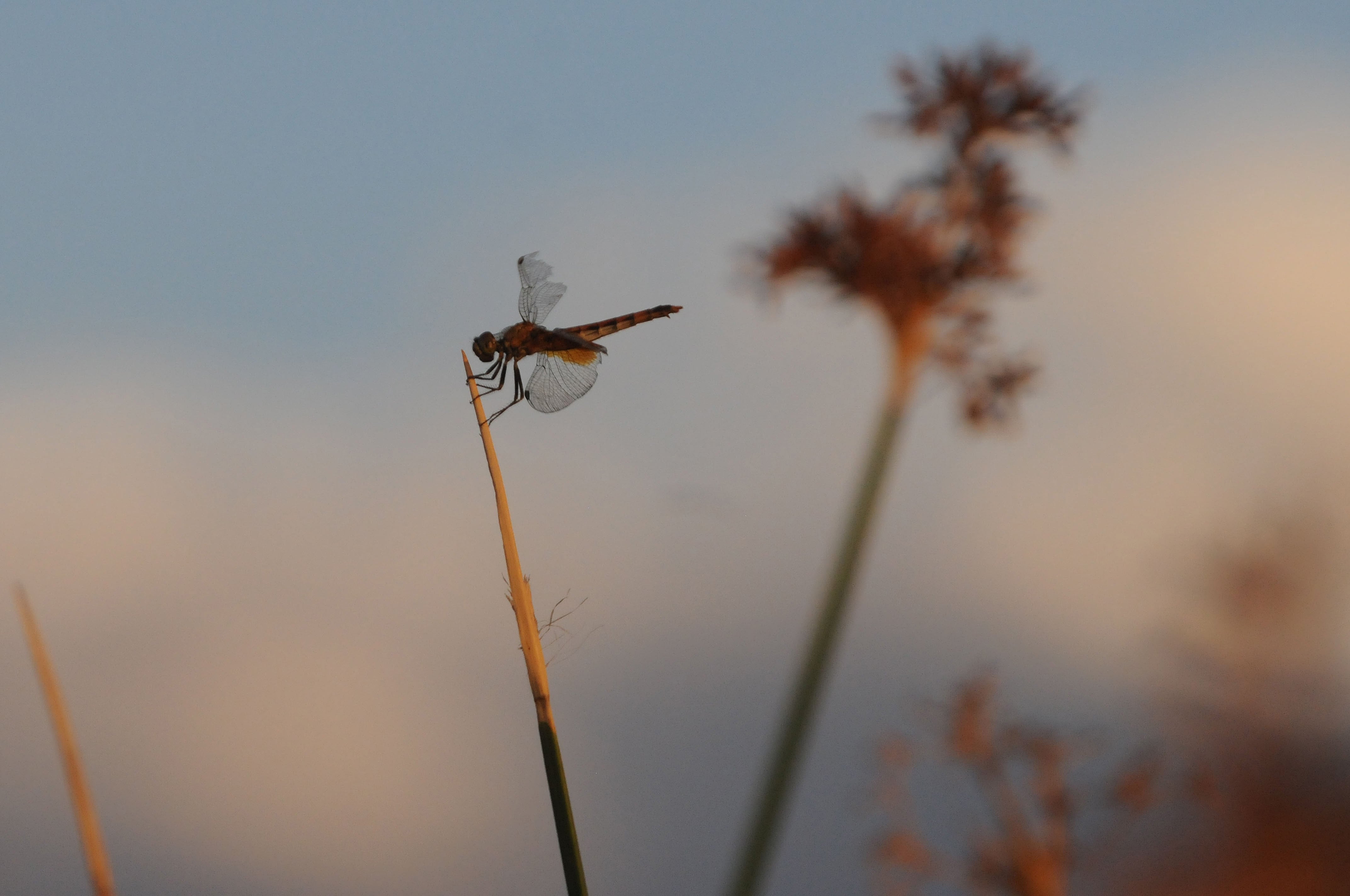 Libélula posando sobre una planta en Laguna de Soria Foto: José Gutiérrez