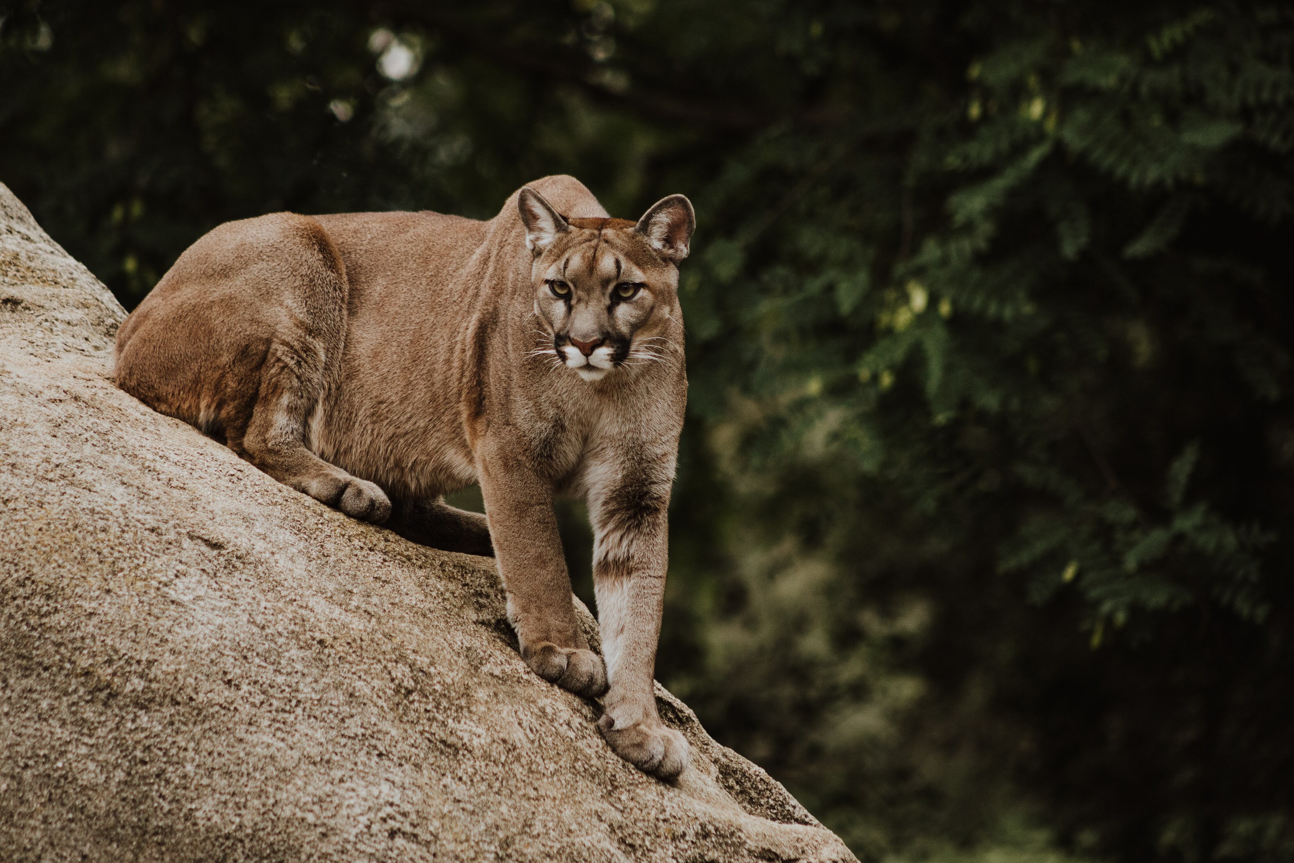 Productores del Sur reclaman una ley que repare las pérdidas de sus animales cazados por pumas. Foto: Imagen Ilustrativa.