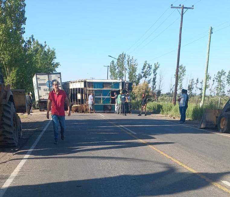 Volcó un camión con vacas en Maipú. Gentileza - Ministerio de Seguridad