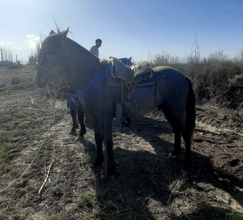 Imágenes de los caballos robados. / Gentiieza